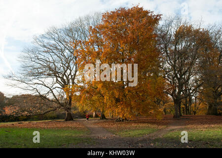 Ceduo di grandi alberi in autunno/inverno a Hampstead Heath, Londra uk. colori caldi. ideale per passeggiate a piedi/ in esecuzione. Foto Stock