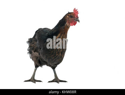 Immagine divertente di un marrone in rame di pollo marans sorgeva isolato su bianco Foto Stock