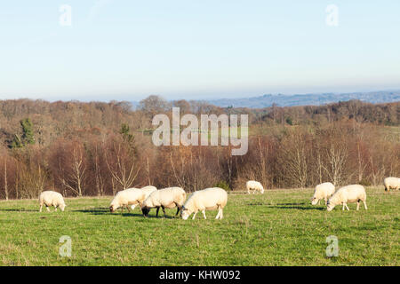 Gregge di pecore al pascolo in tarda serata luce in inverno in un alpeggio affacciato sulla campagna boscosa Foto Stock