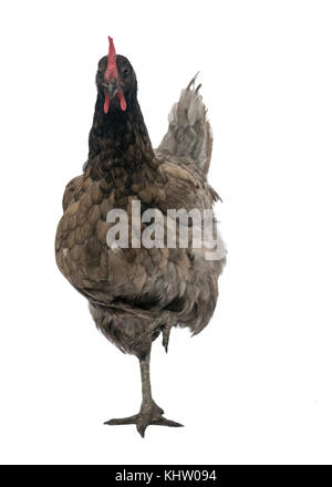 Immagine divertente di un pollo bluebell in piedi su una gamba sola esaminando la carmera isolati su sfondo bianco Foto Stock
