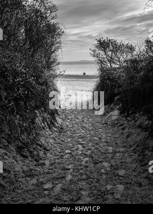 Un percorso invernale a South Beach Tenby attraverso le ginestre boccole dal forno park Foto Stock