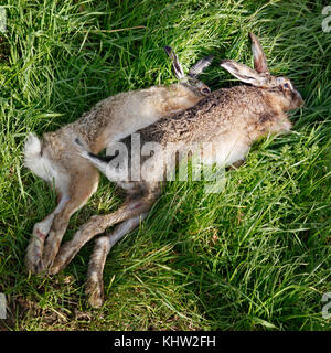 Dead lepri in erba a caccia delle parti Foto Stock