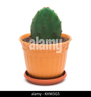 Ficodindia cactus in una pentola su sfondo bianco Foto Stock