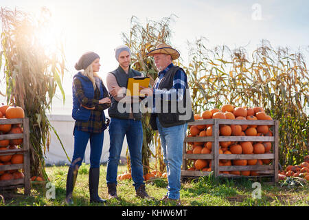Gli agricoltori che lavorano in azienda di zucca Foto Stock