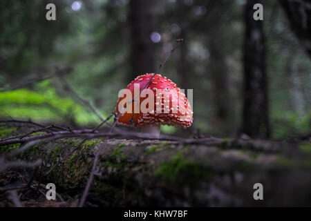 Fly agaric (fungo amanita muscaria) cresce in ambiente rurale, close-up Foto Stock