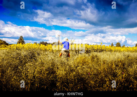 Padre figlio che porta sulle spalle, camminando attraverso il campo di girasoli, vista posteriore, Ural, Sverdlovsk, Russia, Europa Foto Stock