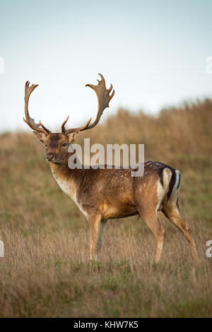 Un maschio ( buck) daini ( dama dama, cervidae) sorgeva su un pendio erboso durante la stagione di solchi. Foto Stock