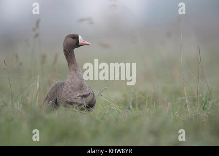 Maggiore bianco-fronteggiata Goose / Blaessgans ( Anser albifrons ), adulto, riposo, seduta in erba alta di un prato, guardando attentamente. Foto Stock