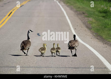 Due Oche del Canada conducono i loro grandi goslings giù per una strada. Foto Stock