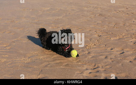 Cane nero gioca con la palla sulla spiaggia Foto Stock