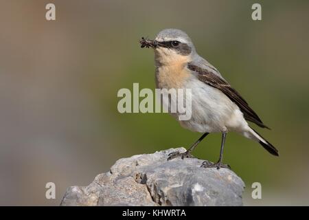 Culbianco (Oenanthe oenanthe) con i Caterpillar durante i suoi pulcini di alimentazione. Seduto sulla pietra sul luogo roccioso. Foto Stock