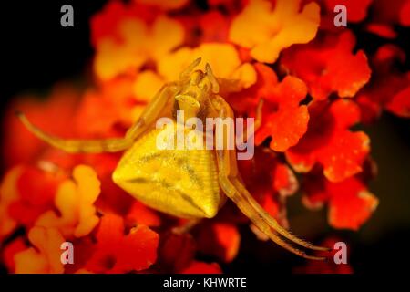 Crociera (Thomisus onustus) sul fiore, molto buon mimetismo, grande camuffamento in giallo, arancio e fiori rossi. Foto Stock