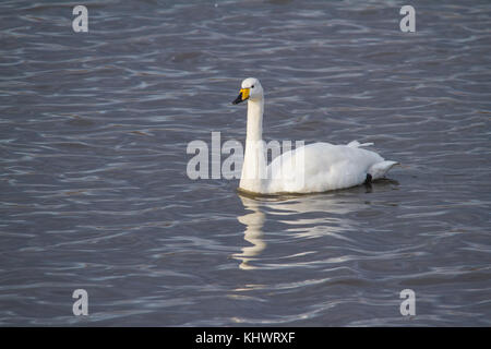 Adulto whooper swan (cygnus cygnus) nuoto su una piscina in autunno dopo la migrazione verso il Regno Unito. Foto Stock