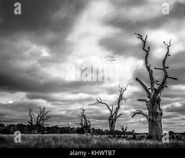 Mundon querce, pietrificato alberi di quercia in un campo Foto Stock