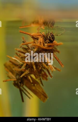 Le larve Caddisflie sotto l'acqua Foto Stock