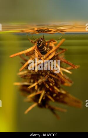 Le larve Caddisflie sotto l'acqua Foto Stock