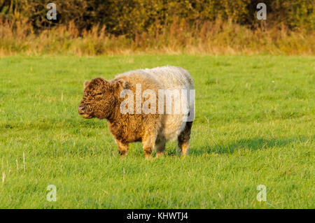 Mucca Galloway con cintura su un pascolo verde, Inghilterra, Regno Unito, Regno Unito Foto Stock