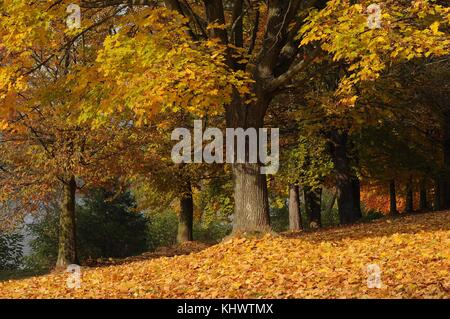 Acero in autunno. Ci sono foglie colorate sotto l'albero. Foto Stock
