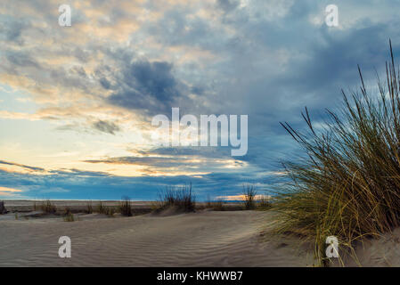 Erba e colline di sabbia sulla spiaggia Espiguette in Francia Foto Stock