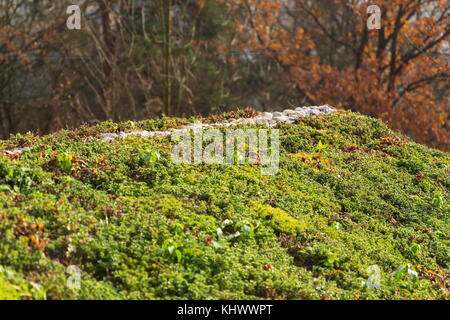 In alto di vivere verde tetto coperto con sedum sexangulare vegetazione Foto Stock