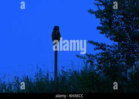 Gufo reale (Bubo bubo ) di notte, appollaiato su un fencepost, stagliano contro il cielo blu scuro, caccia durante la notte, la fauna selvatica, l'Europa. Foto Stock