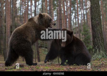 European Brown Bears ( Ursus arctos ), due beatnicks adolescenti, combattere, lottare, in lotta giocosa, allenare la loro forza e le loro abilità, Europa. Foto Stock