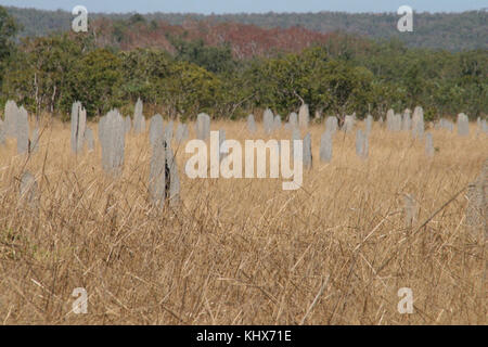 Australia litchfield termite magnetico tumuli Foto Stock