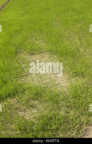 Un verde campo di risone in Khulna, Bangladesh. Foto Stock