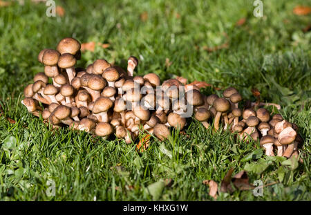 I funghi che crescono su di un prato in autunno. Foto Stock