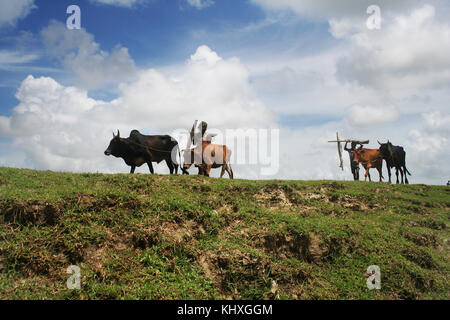 Silhouette di agricoltori di andare al campo per arare terre in un villaggio in Patoakhali, Bangladesh. L'agricoltura è un importante fonte di occupazione in Bangla Foto Stock