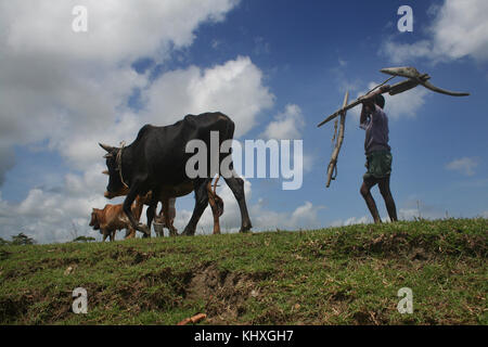 Silhouette di agricoltori di andare al campo per arare terre in un villaggio in Patoakhali, Bangladesh. L'agricoltura è un importante fonte di occupazione in Bangla Foto Stock