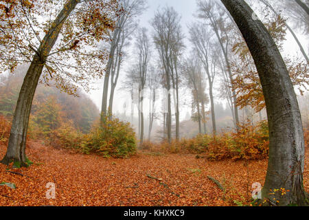 Misty femminizzati haze in un legno di faggio in autunno Foto Stock