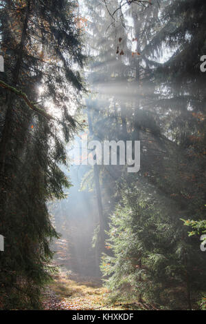 Dio - fasci di raggi di sole n la mattina presto forest Foto Stock