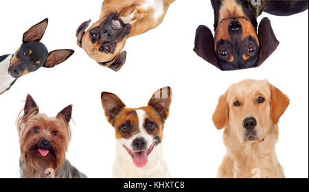 Diversi cani guardando la telecamera isolata su uno sfondo bianco Foto Stock
