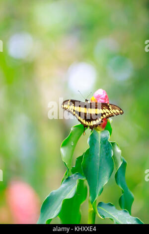 Papilio thoas, il re a coda di rondine o a coda di rondine thoas impollinatori e appoggiata su di un fiore tropicale. verticale composizione verticale. Foto Stock