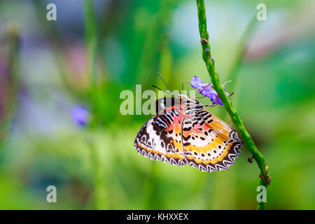 Rosso (lacewing cethosia bilbis) di farfalle tropicali in appoggio il nettare di alimentazione nella giungla foresta di piante e fiori. Foto Stock
