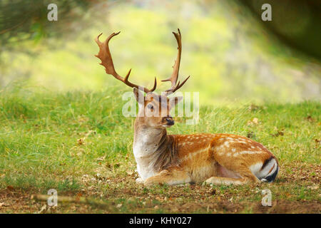 Close up ritratto di un maschio di daini stag, dama dama,con grandi corna di cervo in appoggio sulla foresta verde pavimento durante la stagione autunnale. Foto Stock