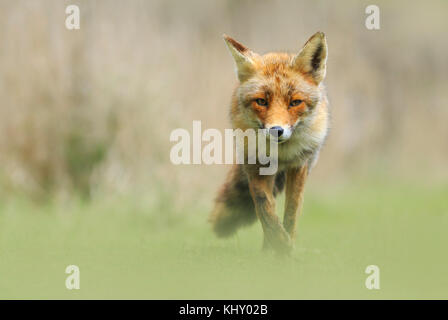 Vista frontale di un selvaggio red fox (vulpes vulpes vulpes) camminare in un prato durante la stagione autunnale. Foto Stock