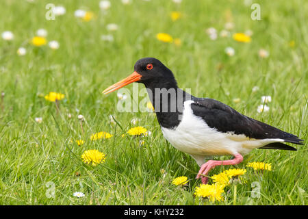 Eurasian oystercatcher wader bird (Haematopus ostralegus) arroccato in un colorato prato di fioritura e foraggio, il canto e la chiamata durante la primavera seaso Foto Stock