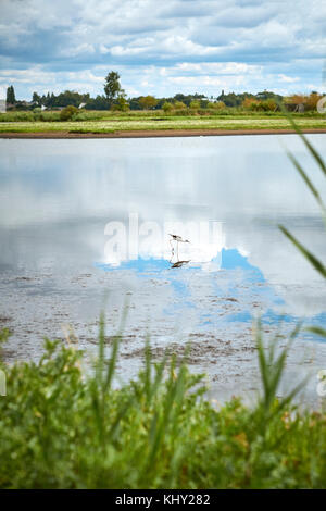 Parco Nazionale di Briere nella Loira Atlantica Bretagna Francia Foto Stock