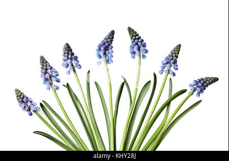 Muscaria blu fiori isolati su sfondo bianco. Foto Stock