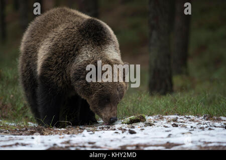 European Brown Bear / Braunbaer ( Ursus arctos ), cucciolo giovane, in piedi ai margini di una foresta, leccano, leccando un po ', resto di neve, Europa. Foto Stock