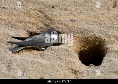 Sand Martin / Bank Swallow / Uferschwalbe ( Riparia riparia) arroccato al suo nido buco, uccello anfratto, in una scogliera di sabbia di una buca di sabbia, Europa. Foto Stock