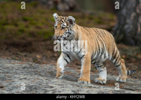 Royal Bengala Tiger / Koenigstiger ( Panthera tigris ), che cammina su rocce, su zampe silenziose, corpo pieno, vista frontale laterale, giovane animale, luce soffusa. Foto Stock