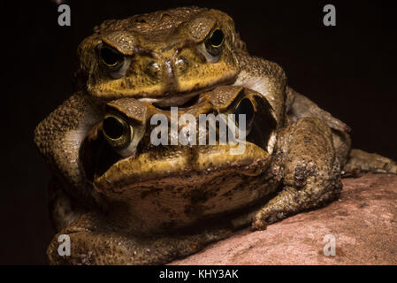 Una coppia di canna rospi in amplexus, il maschio afferra la femmina fino a che essa stabilisce 1000s di uova ed egli li fertilizza. Foto Stock