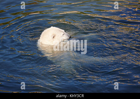 Orso polare nuoto sull'acqua. wildlife. sullo sfondo della natura Foto Stock