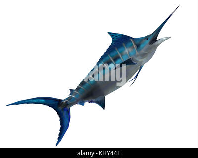 Predator pesce Marlin - Blue Marlin è un pesce preferito di pescatori sportivi e uno dei predatori degli oceani Atlantico e Pacifico.