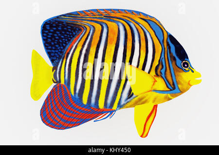 Royal Angelfish - Royal Angelfish è una specie di acqua salata pesci di scogliera nelle regioni tropicali degli oceani Indo-Pacifico. Foto Stock