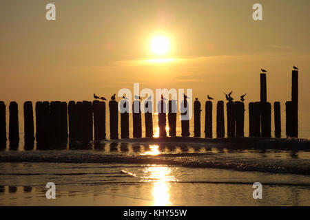 Tramonto al mare del Nord con i gabbiani seduto su una palizzata. Foto Stock
