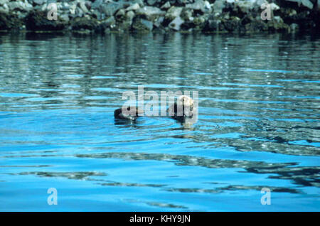 Enhydra lutris sea otter nel lago Foto Stock